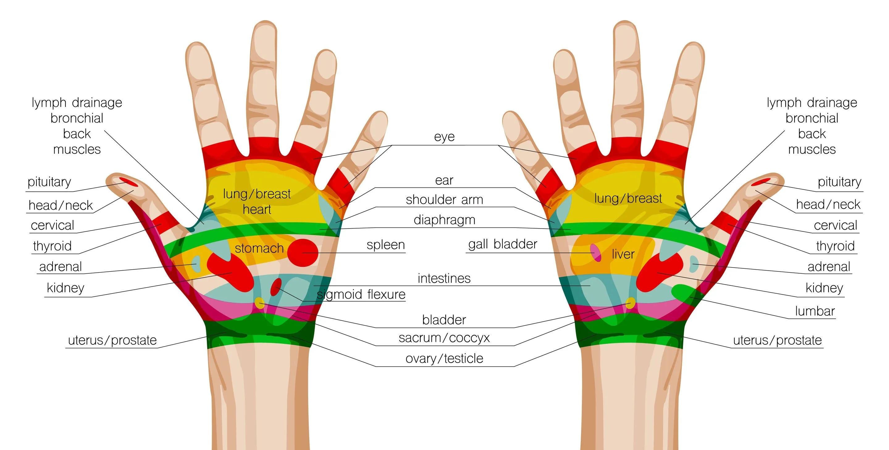 6 CE Hour Hand & Ear Reflexology (Computer-based Live Interactive Webinar)