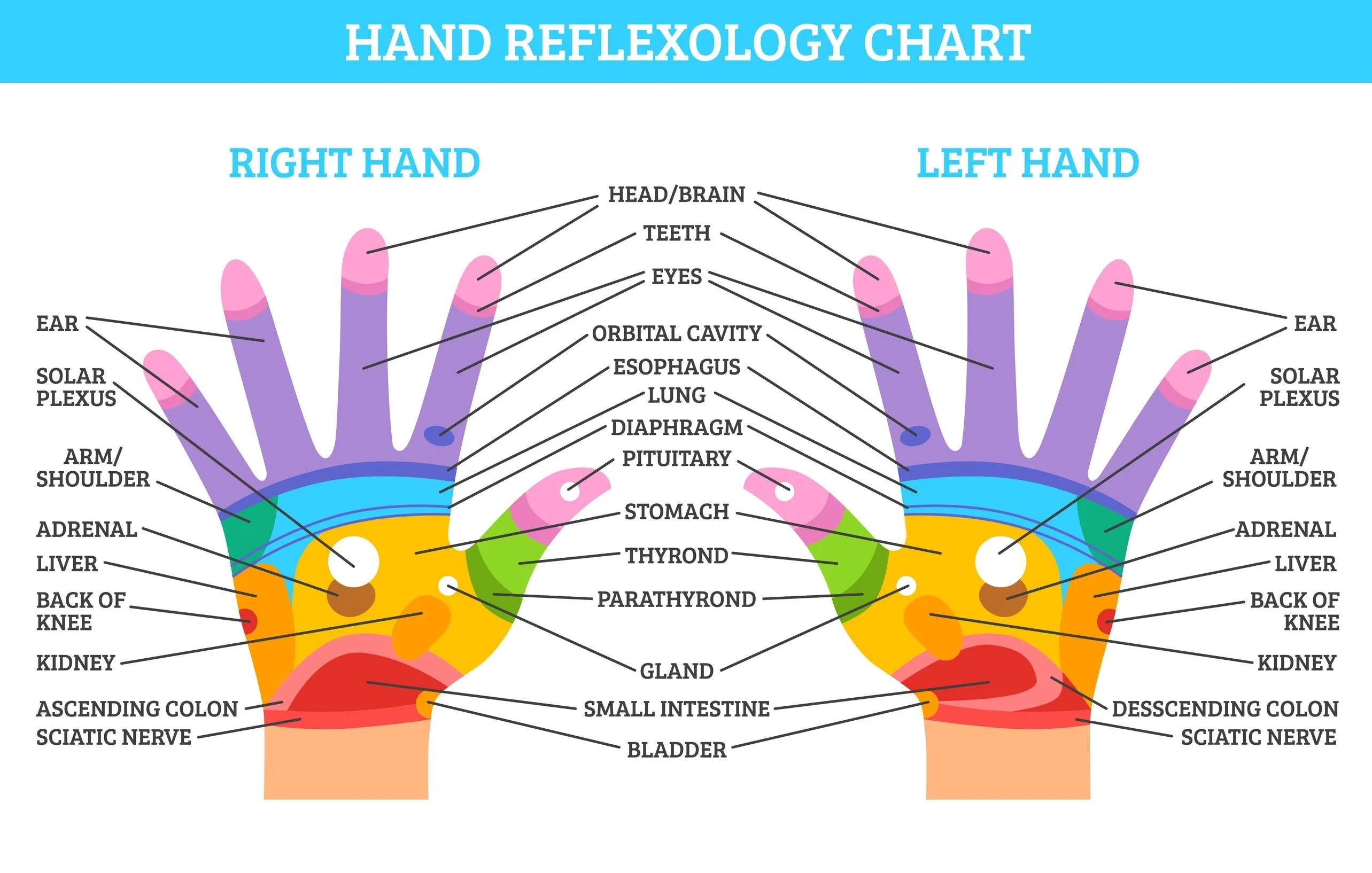 6 CE Hour Hand & Ear Reflexology (Computer-based Live Interactive Webinar)