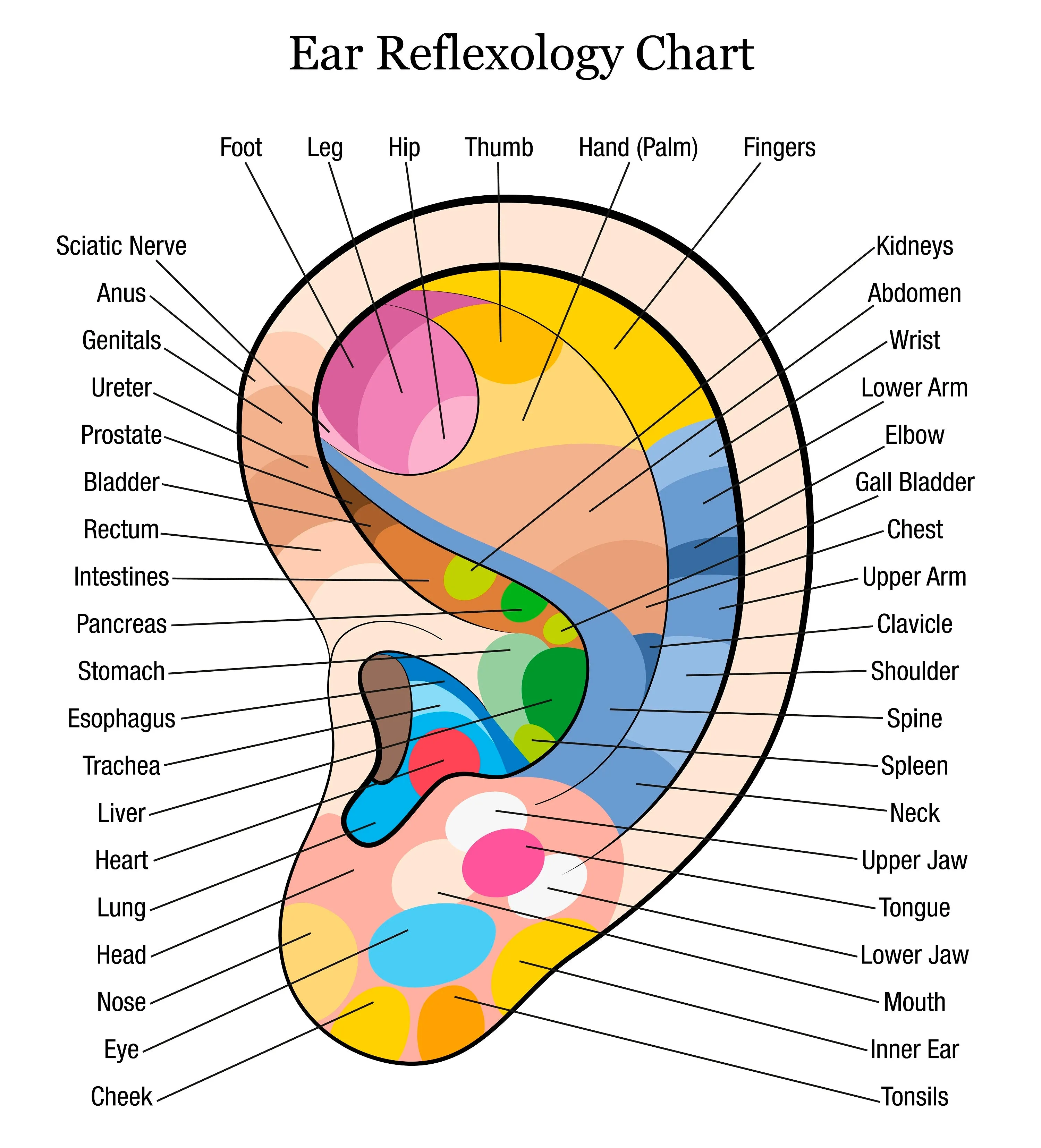 6 CE Hour Hand & Ear Reflexology (Computer-based Live Interactive Webinar)