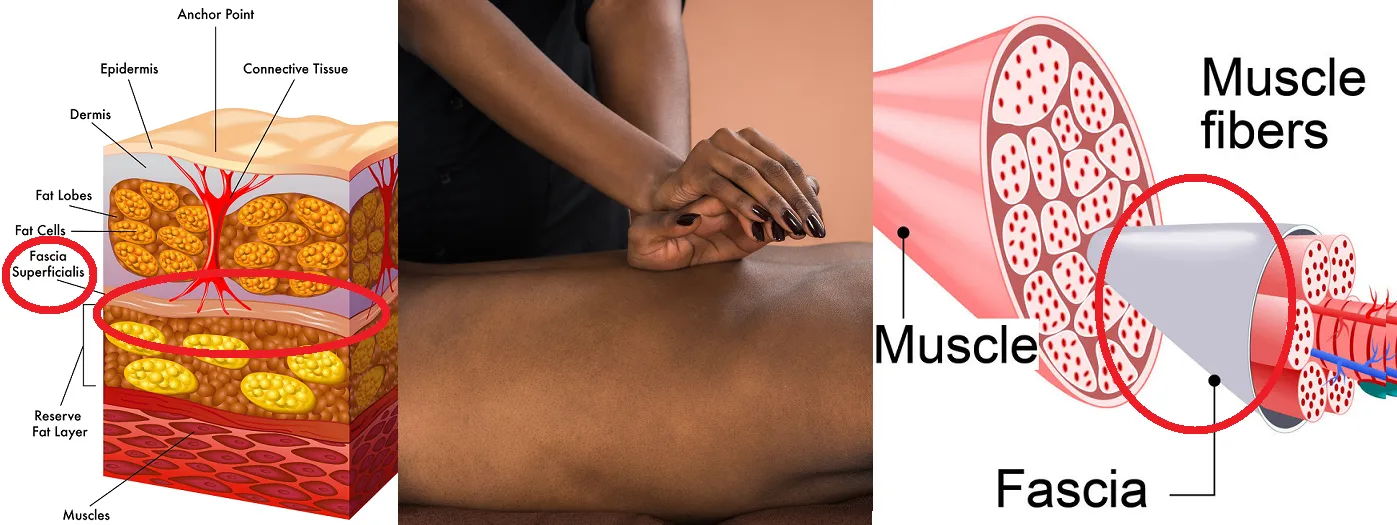 6 CE Hour Myofascial Release (Computer-Based Live Interactive Webinar)