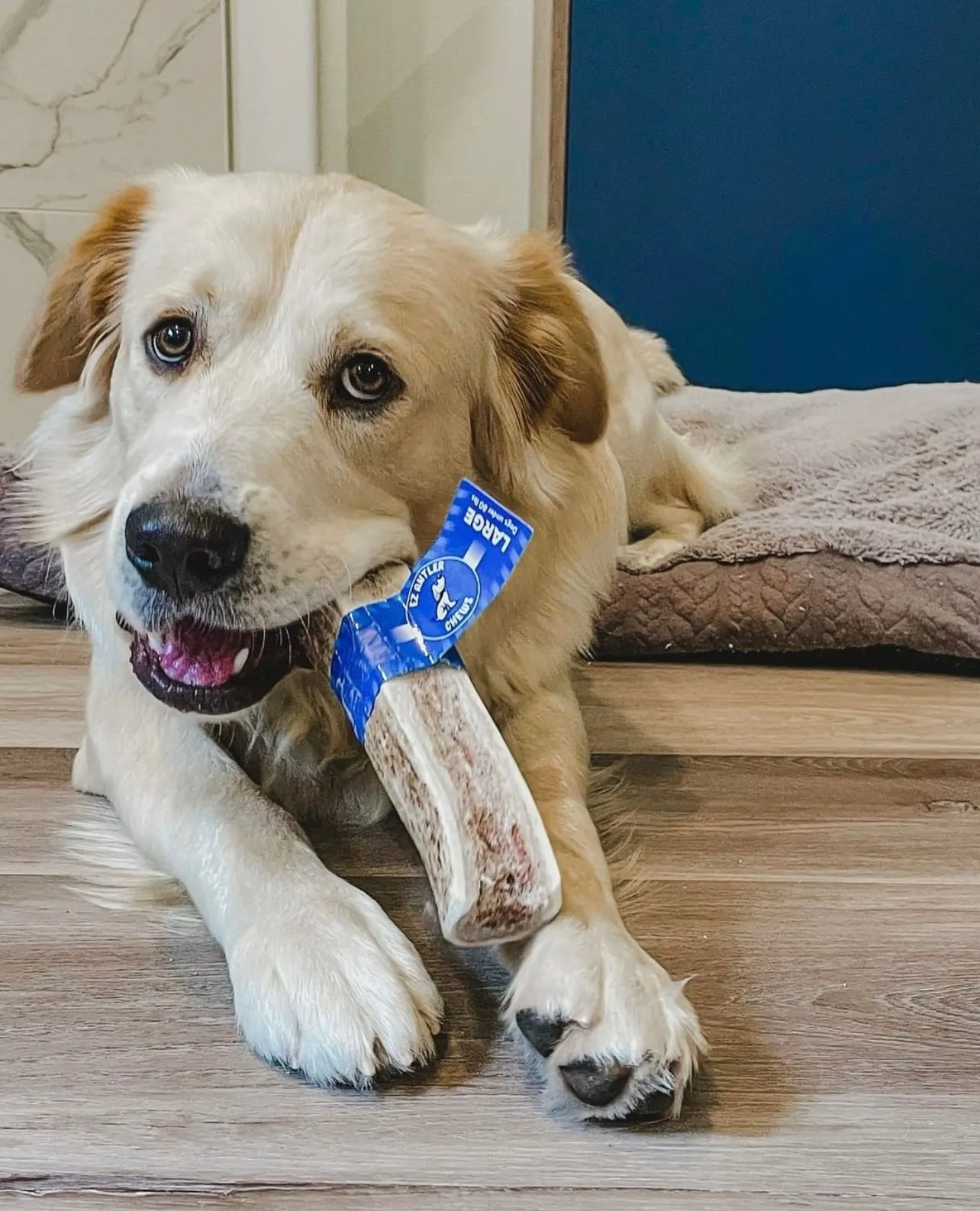 Antler Dog Chew, Small