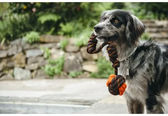 Dog Toy Tug Ball Rope