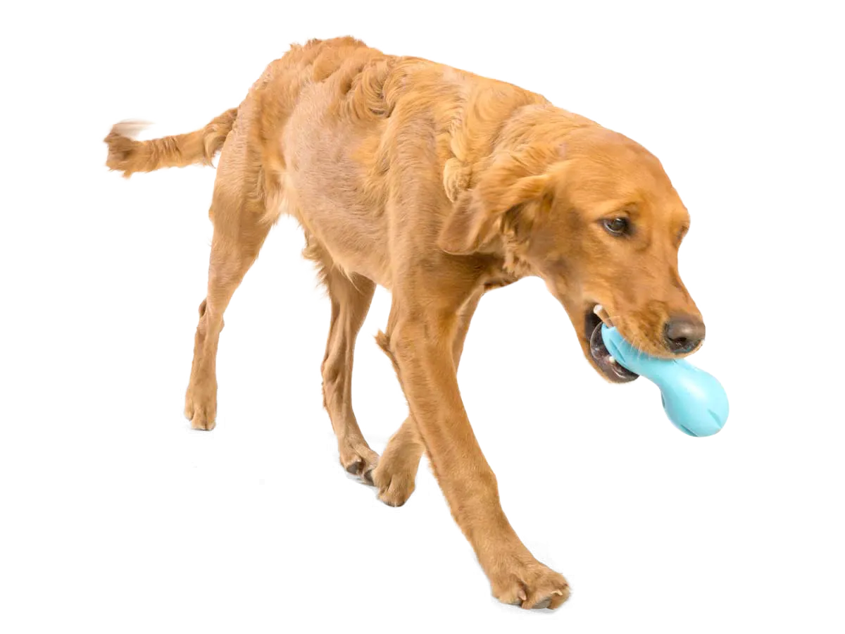 Interactive puzzle, food-dispensing dog toy, Zogoflex Qwizl