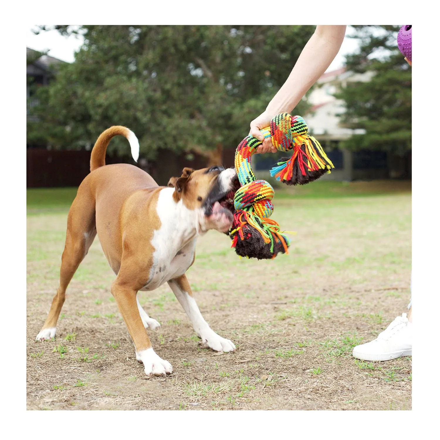 Kazoo Braided Rope Knot Bone Dog Toy