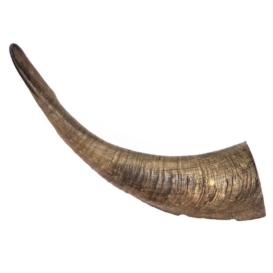 LONG LASTING | Whole Goat's Horn Dental Chews for Large Dogs