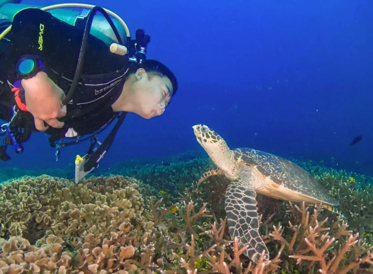 Open Water Scuba Diver Course