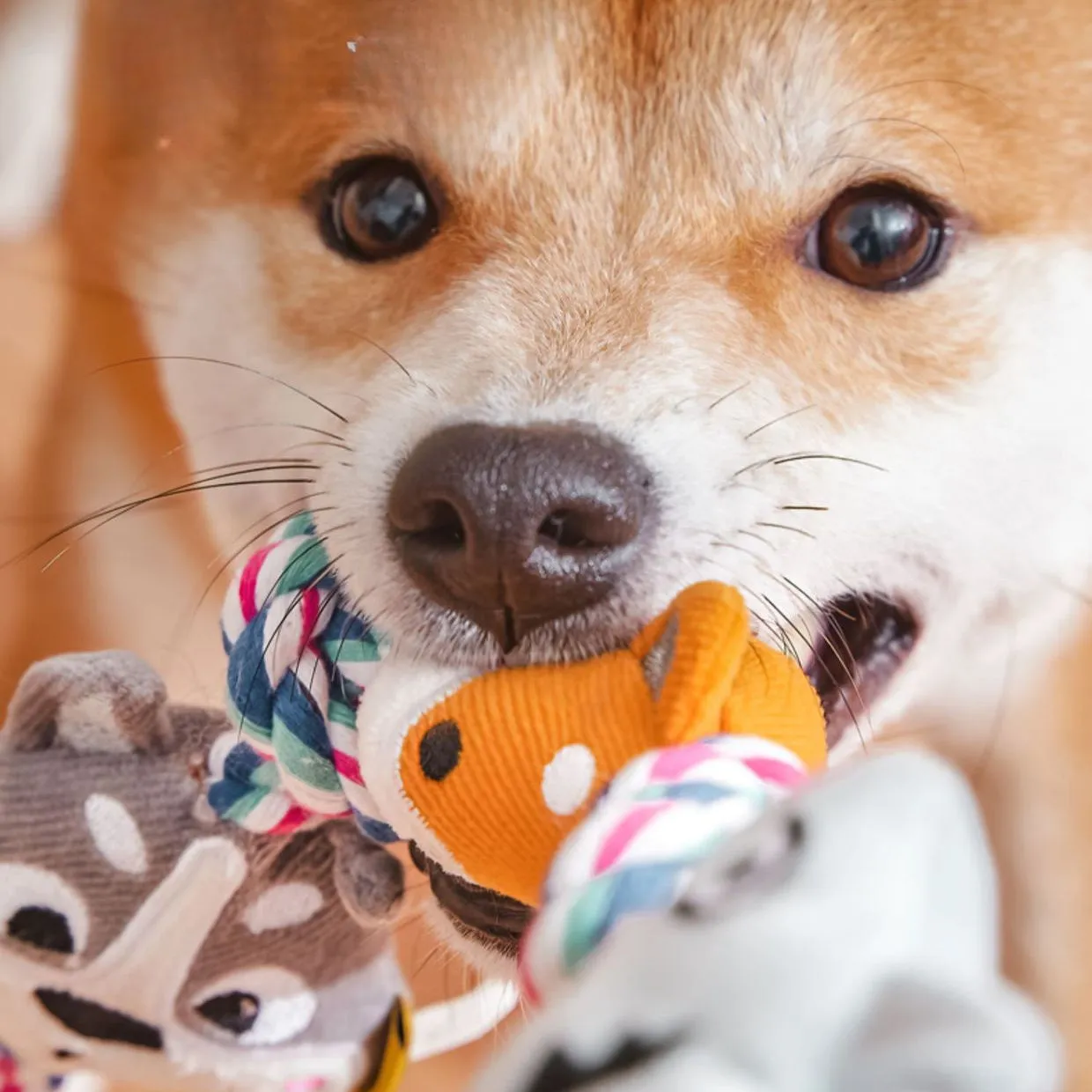 Petkin -  Interactive Monster Tug-of-War Dog Toy