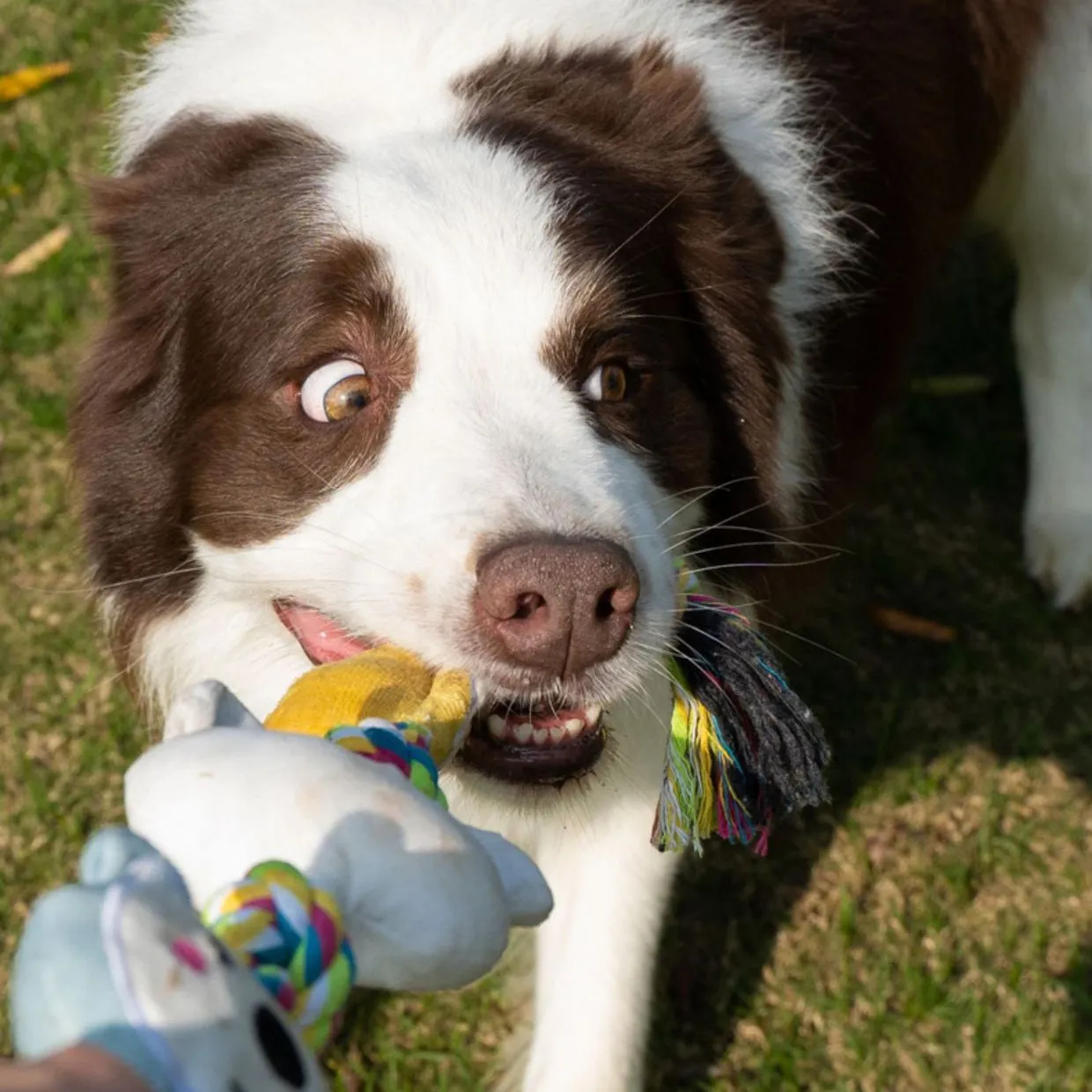 Petkin -  Interactive Monster Tug-of-War Dog Toy