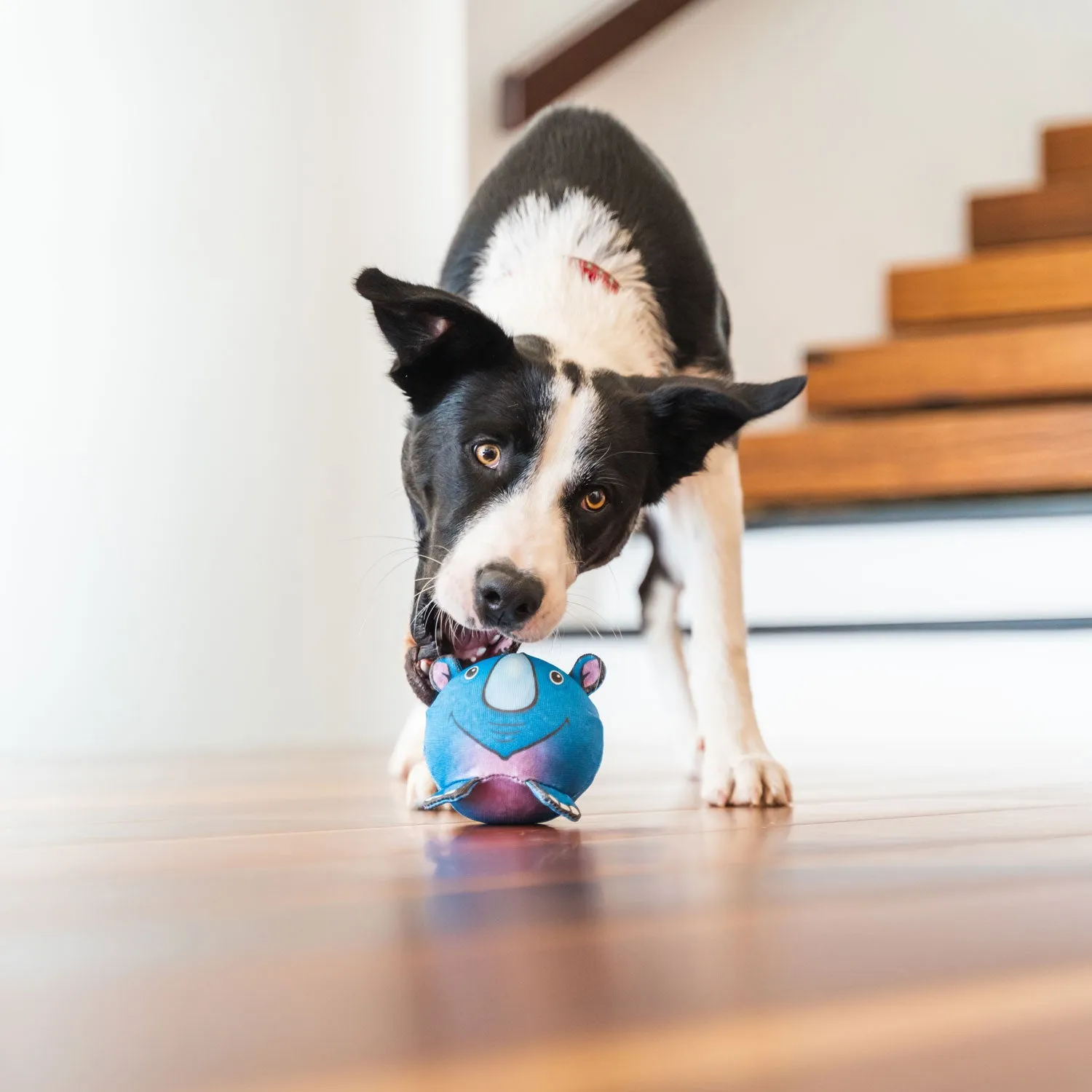 Red Dingo Zoe the Zebra Durables Ball